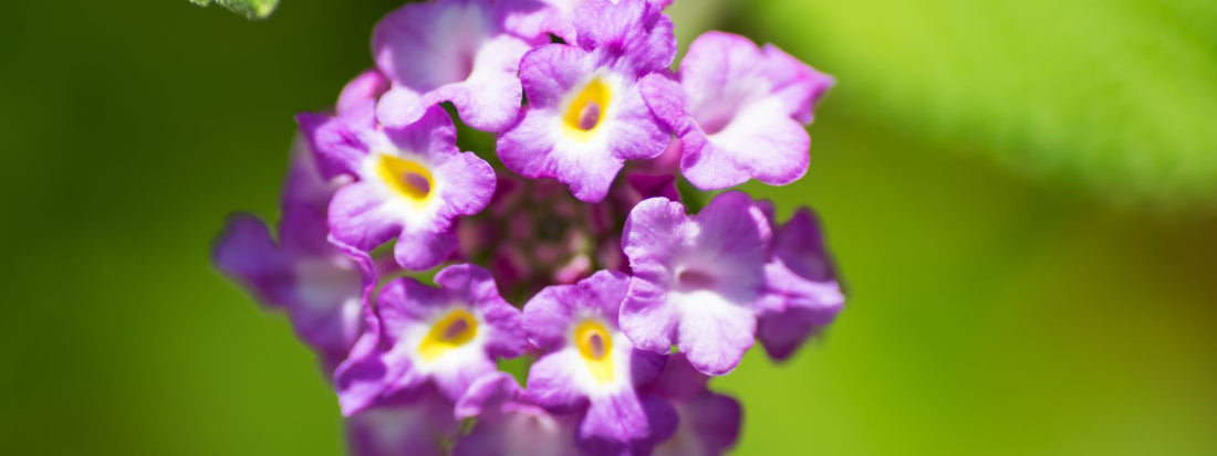 Heliotrope