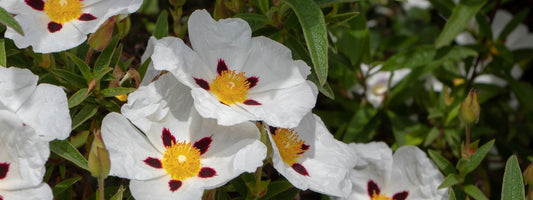 Labdanum
