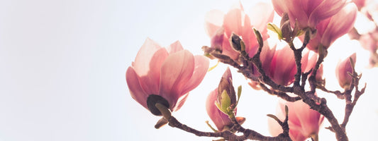 Magnolia
