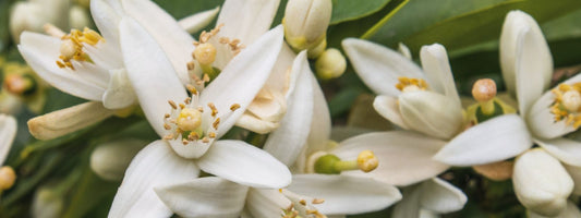 Orange blossom