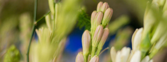 Tuberose
