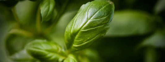 Basil