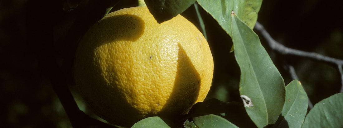 Bergamot