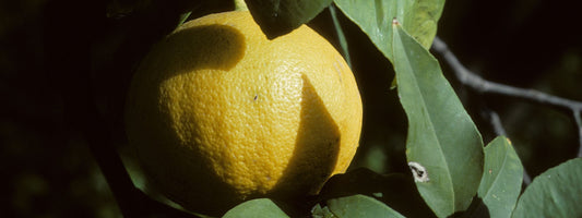 Bergamot