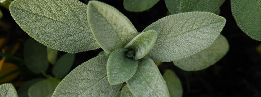 Clary Sage